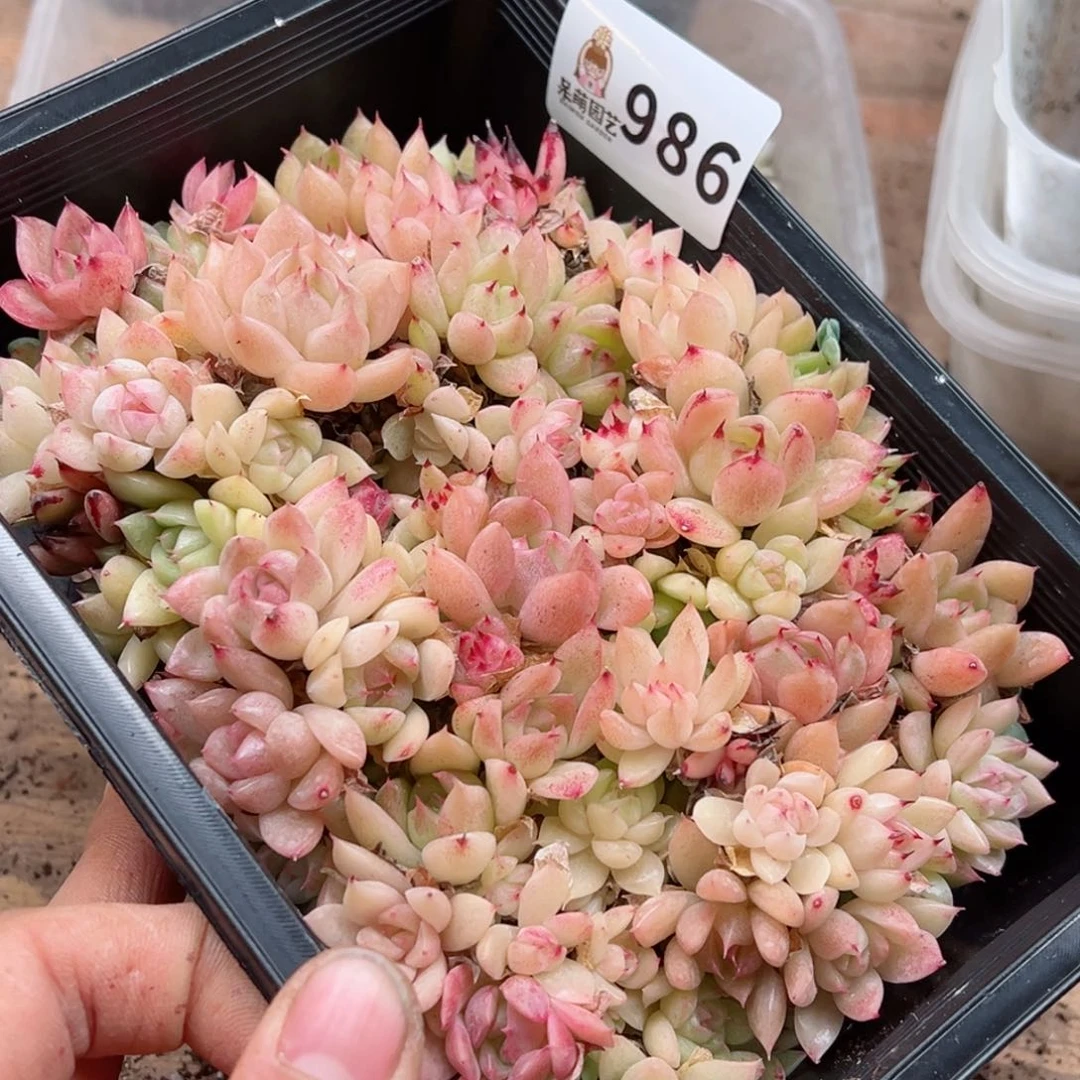 多肉植物多肉植物