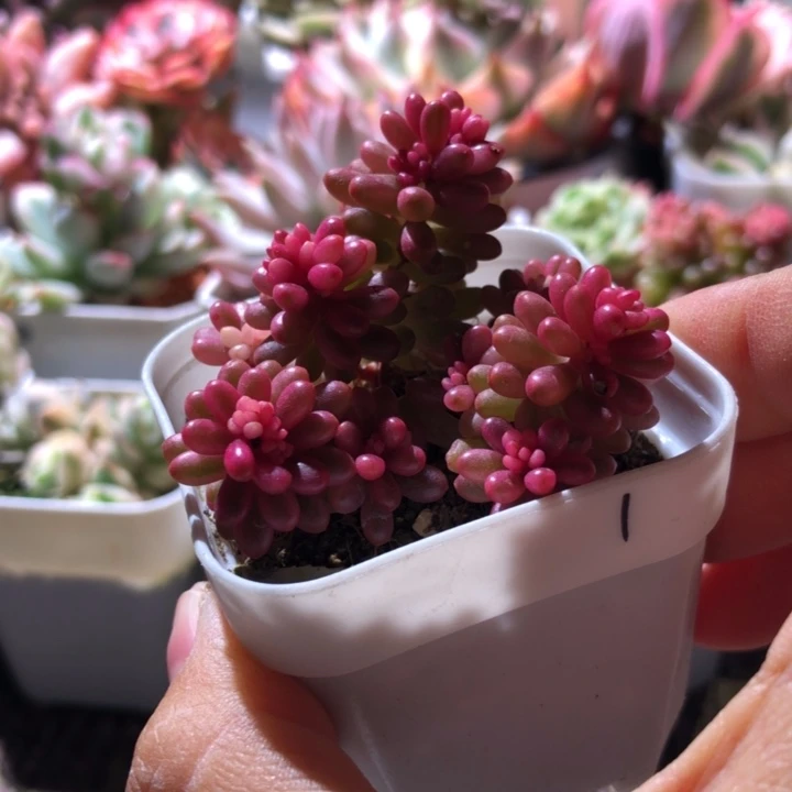 福利浆果锦有根有