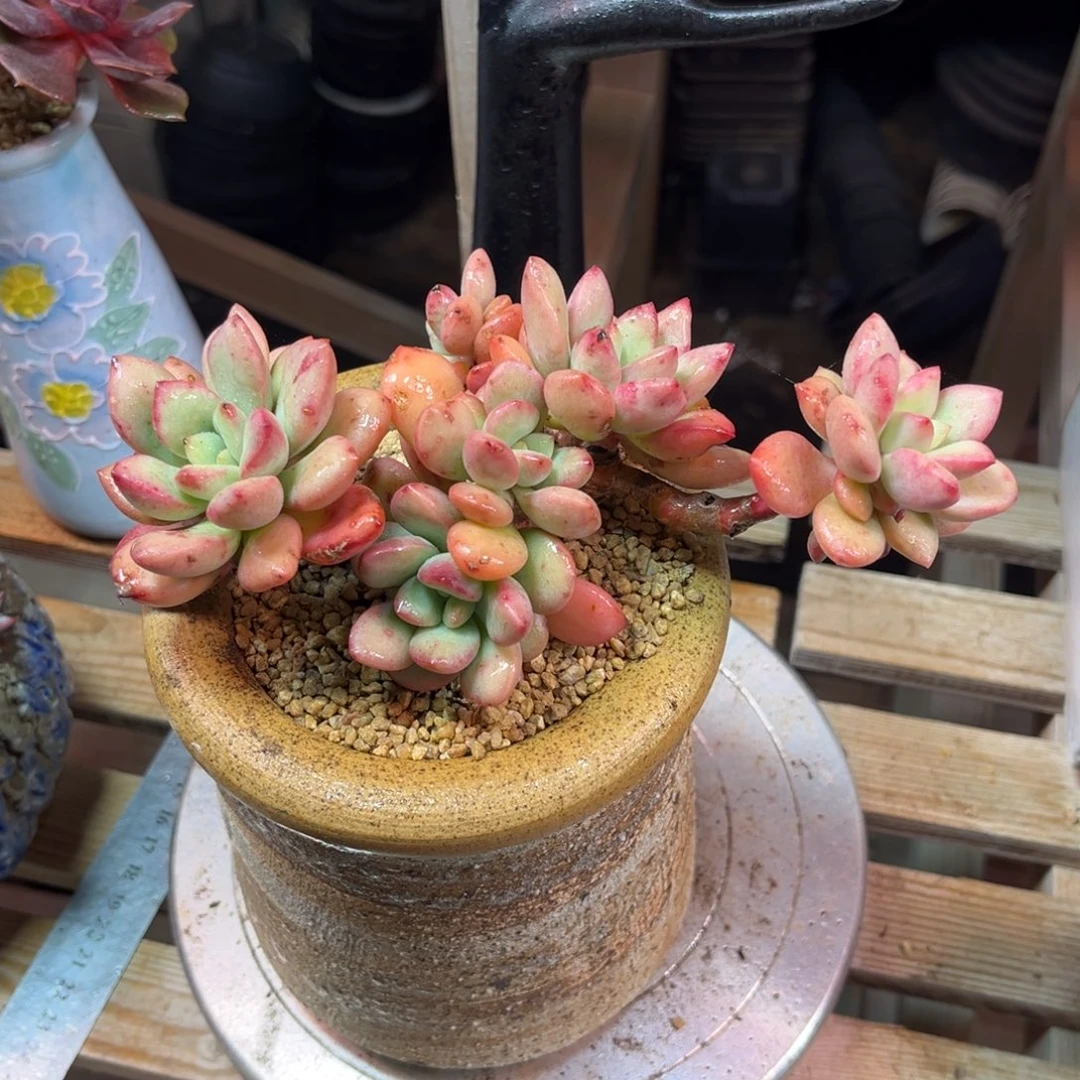 桃花仙子多肉植物ruhejin