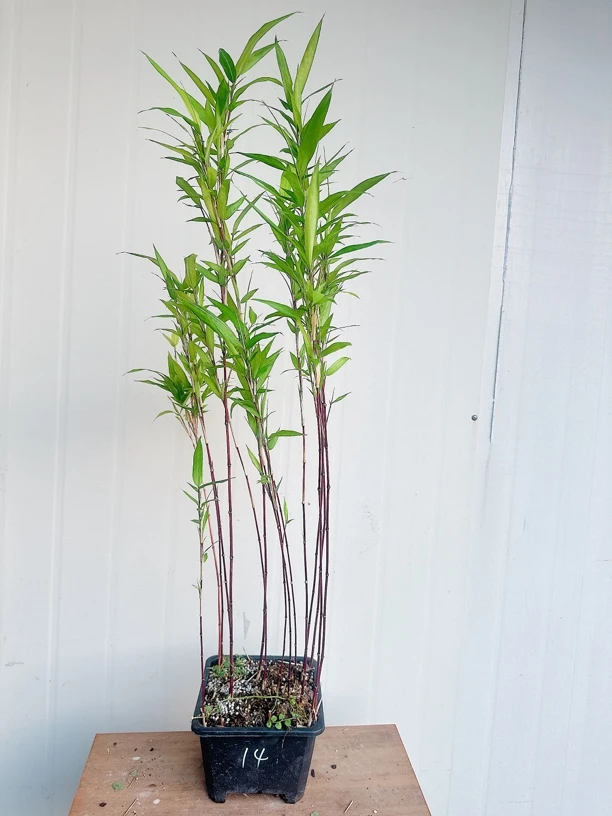 红寒竹老桩朱竹 室内绿植禅意小竹子盆栽观赏竹高档绿植