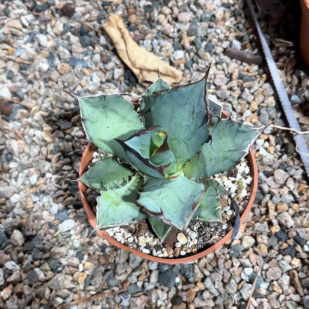 3***4龙舌兰龙牙随单10