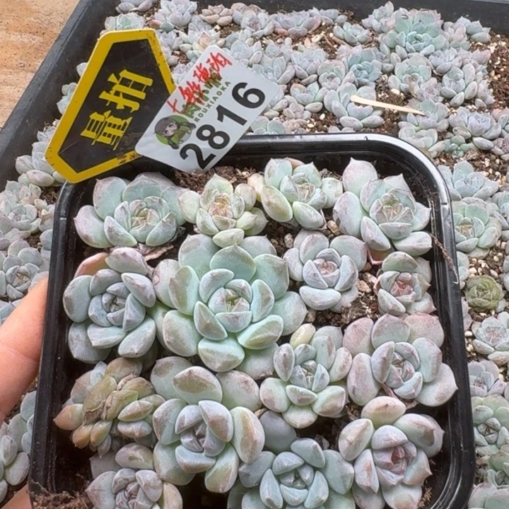多肉植物多肉植物