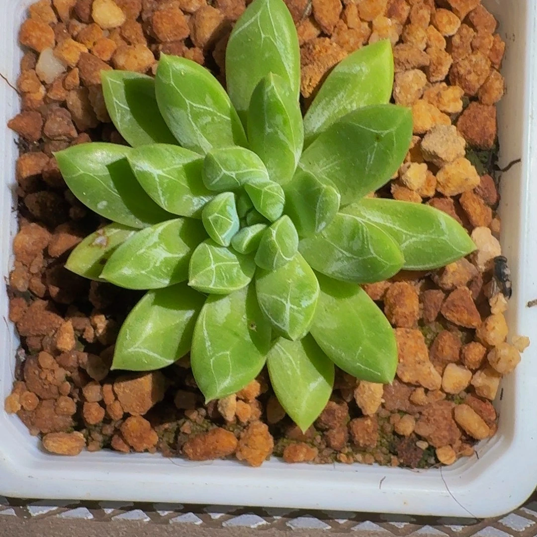 水晶萝莉 一物一拍