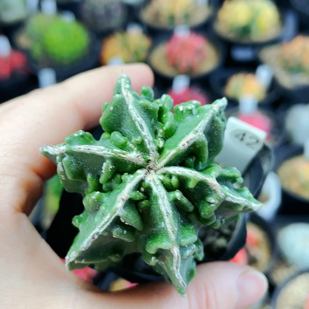 非偏远地区满25发货仙人球