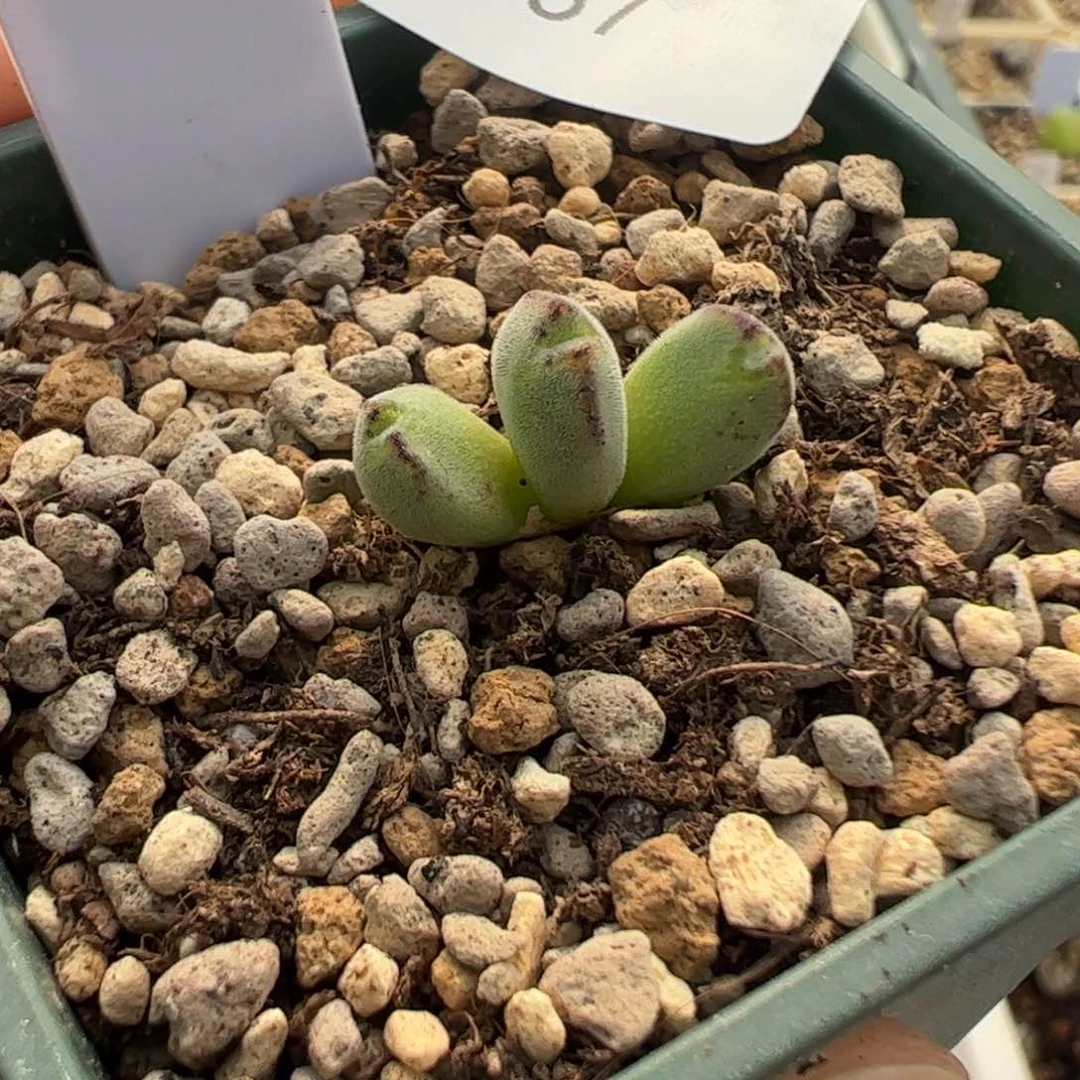 687 好看的多肉冲冲冲