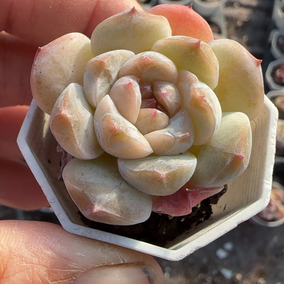 小卡拉米糖心一物一拍