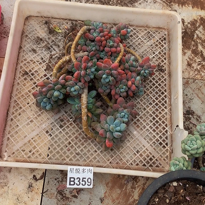 7****星悦多肉。   B359