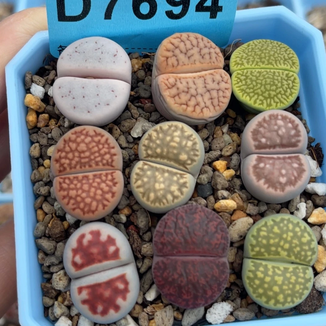 7694彩拼九颗。