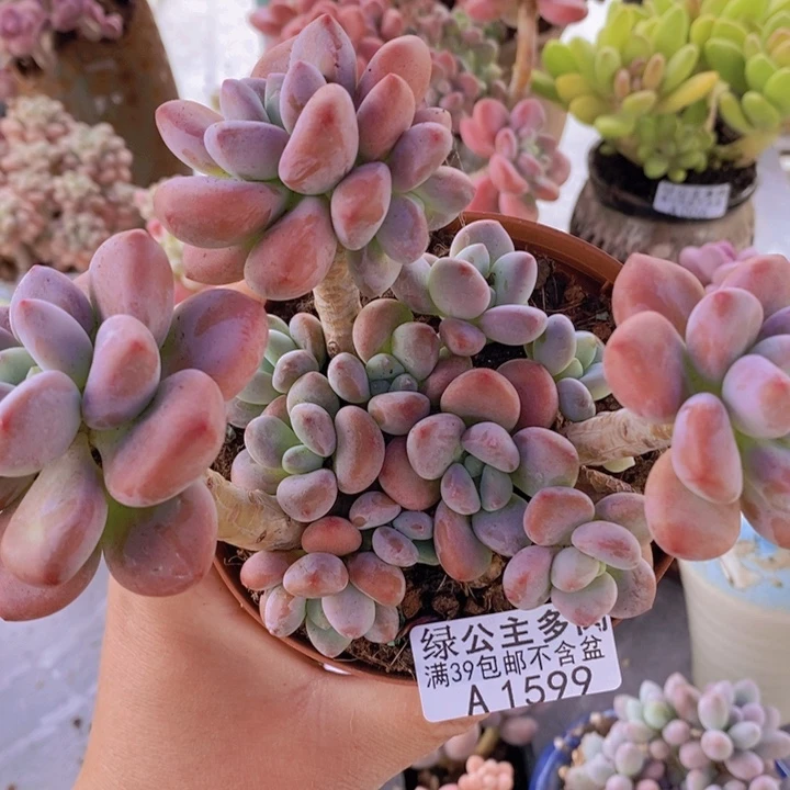 香水洛神12cm1599多肉植物