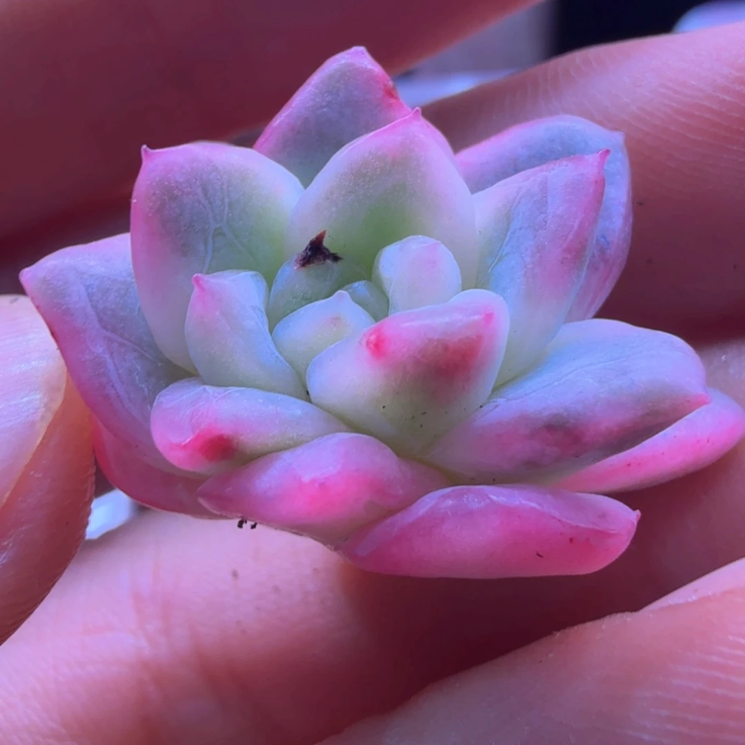 卡***伊卡哇伊 冰 多肉植物