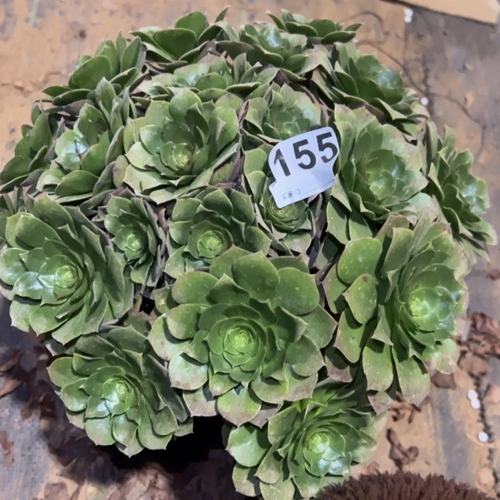 X**Y万圣节多肉植物155