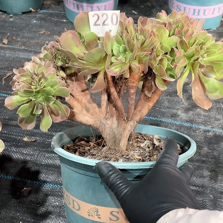 玫瑰缀化220   冠幅25