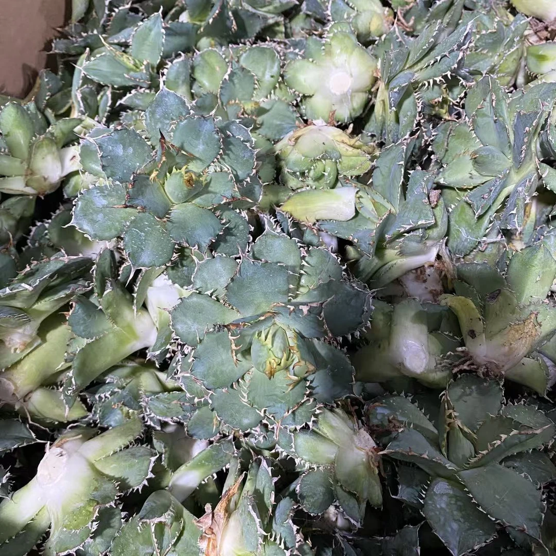 无根龙舌兰侧芽4颗组（圣剑/蕾丝/黑豹/红猫）     仙人球