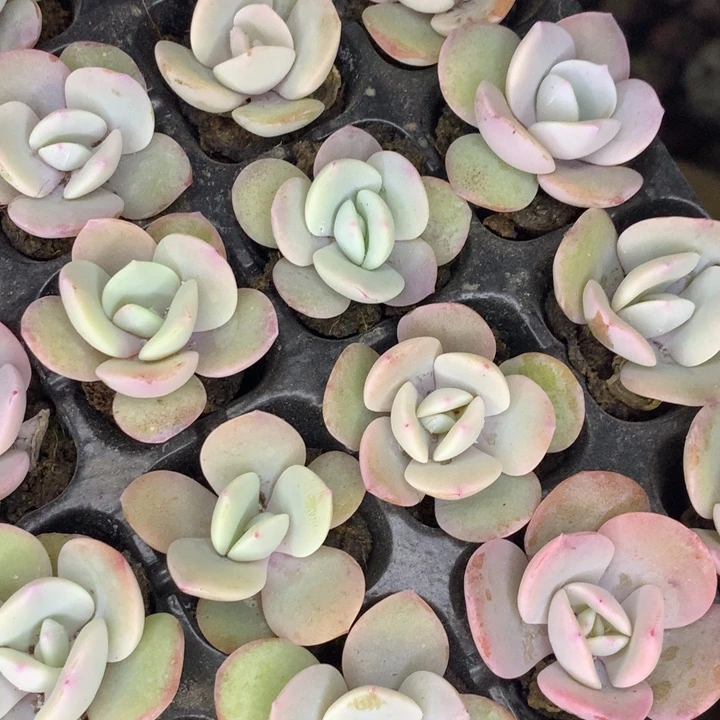 奶茶10颗  （不满9.99发空盆冷地区不拍保温扣3.9多肉）