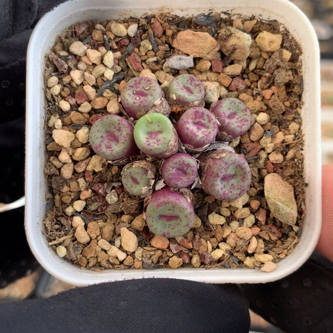 a619红嘴母本一颗