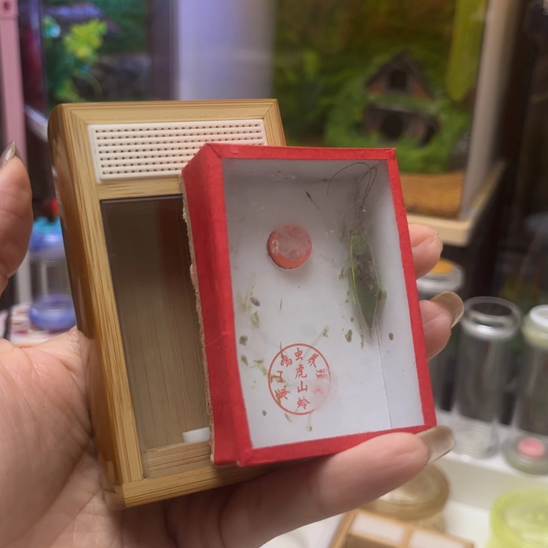 手***2竹盒➕金钟拍拍拍拍拍拍