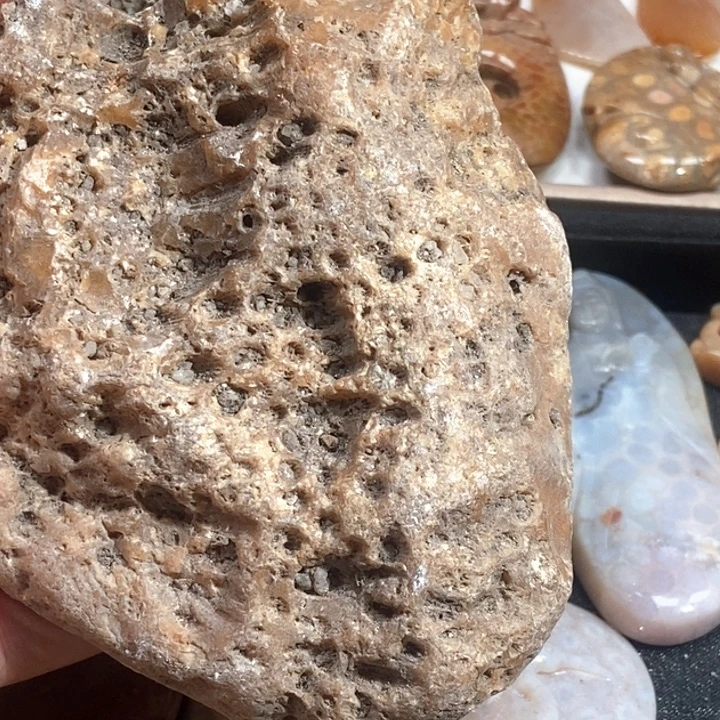 硅化珊瑚（珊瑚玉）未镶嵌颈饰
