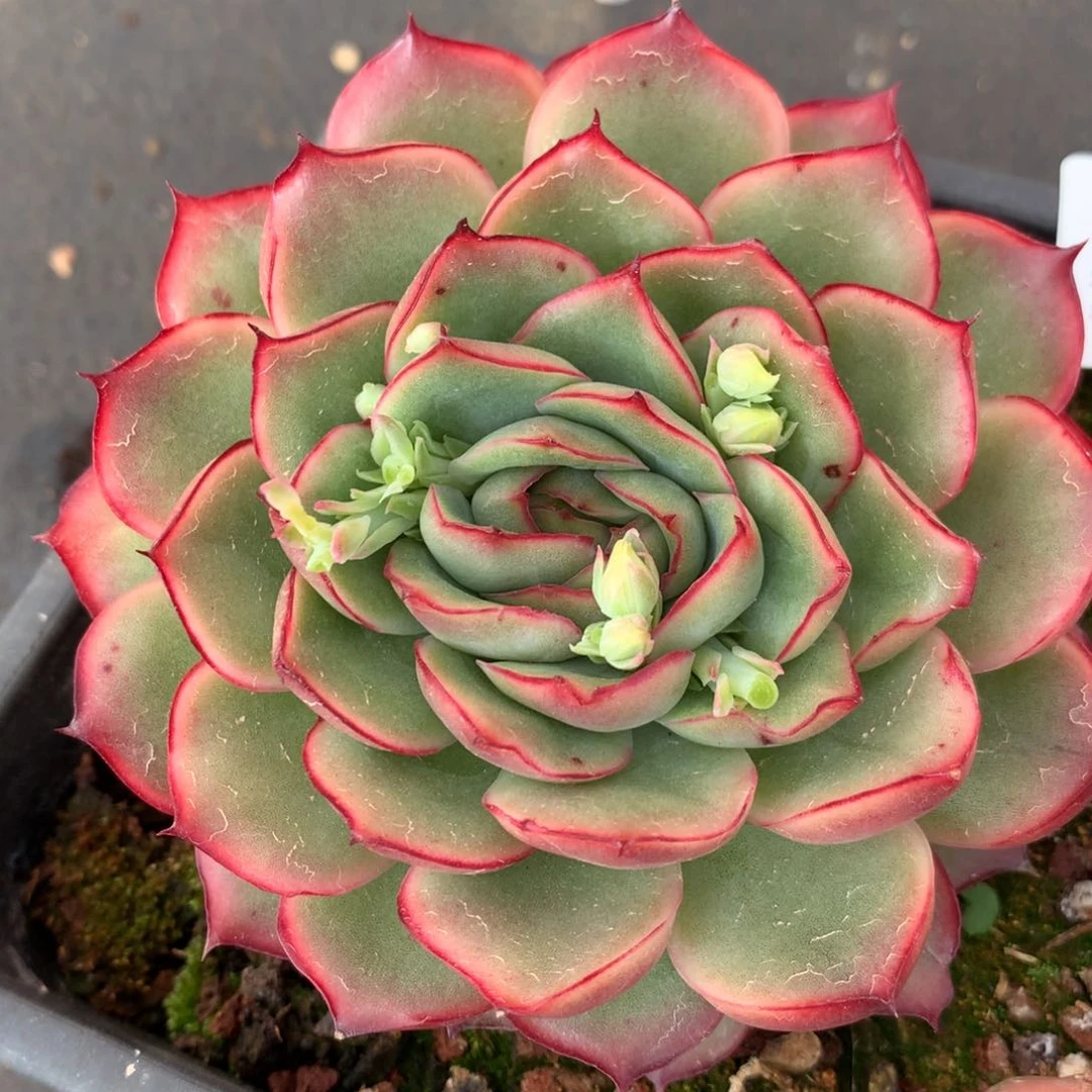 4509杂交多肉老桩