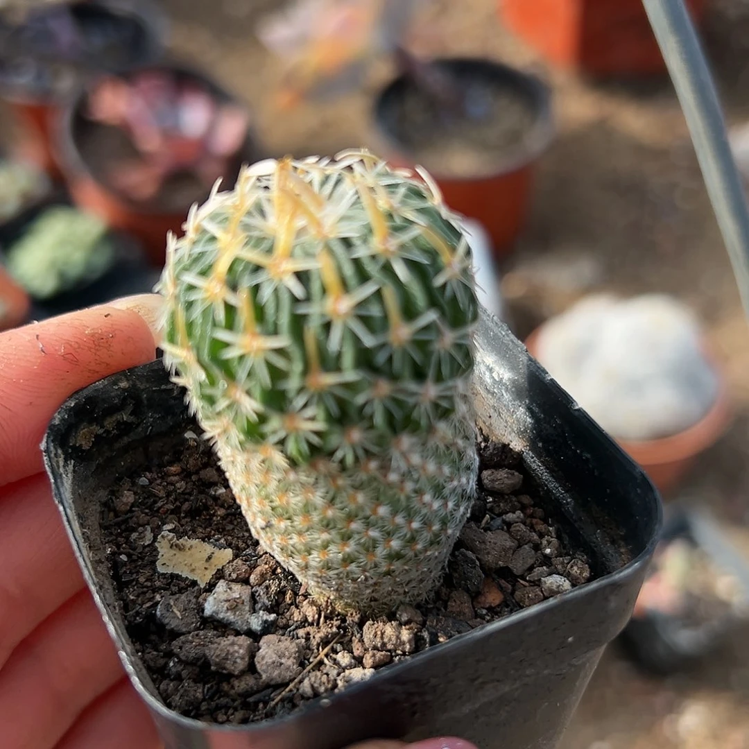 多肉植物太刀岚仙人球