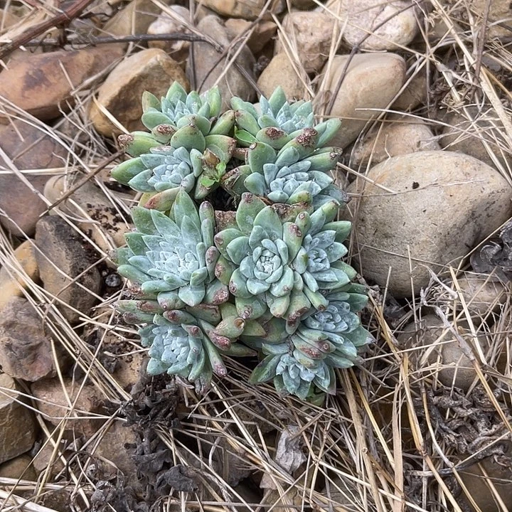 仙女杯系列多肉植物