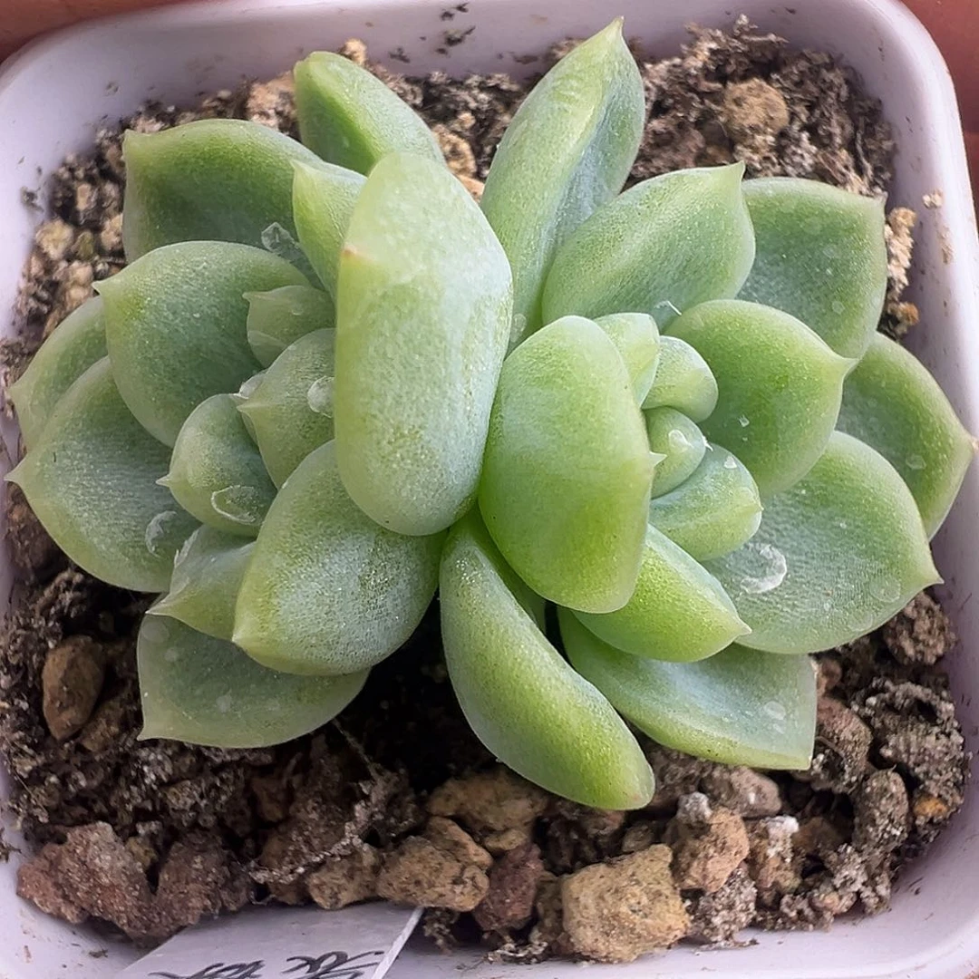 表妹财富密码。