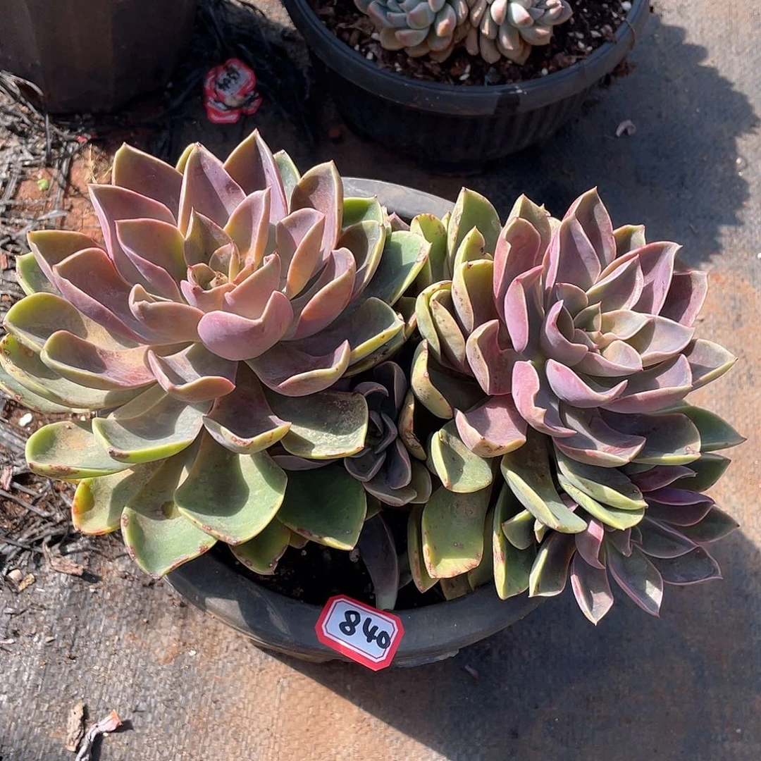 840琼斯 一物一拍多肉