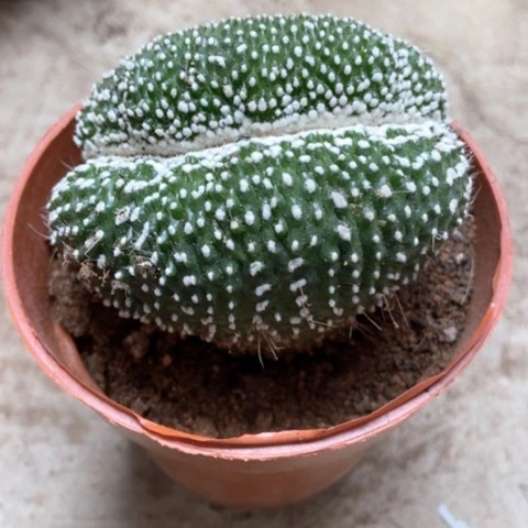 松露仙人球5米仙人球