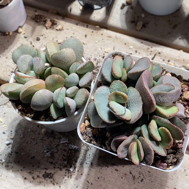 ?***一21239一组一组一组