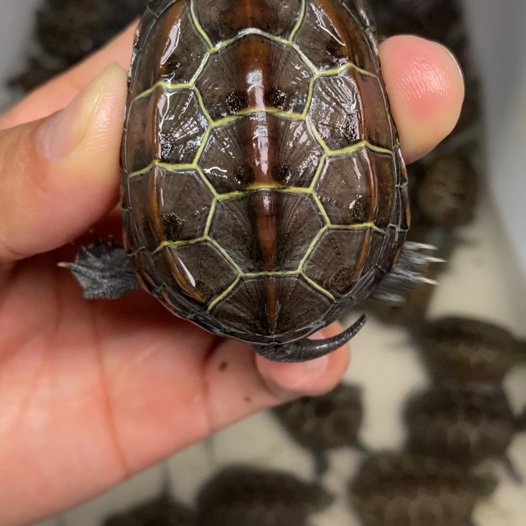 不分公母中华草龟