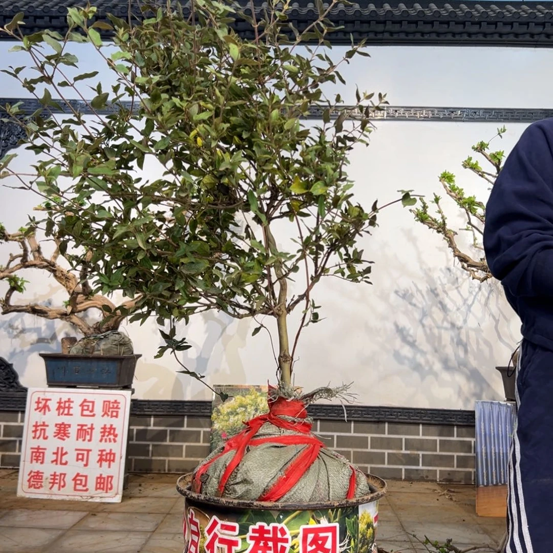 完全开放金银花88888