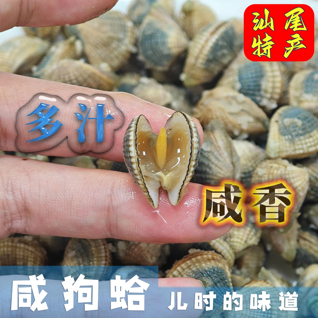 【童年味道】汕尾港咸狗蚶咸九蛤咸狗蛤(味道是咸的，不能吃咸，慎拍)