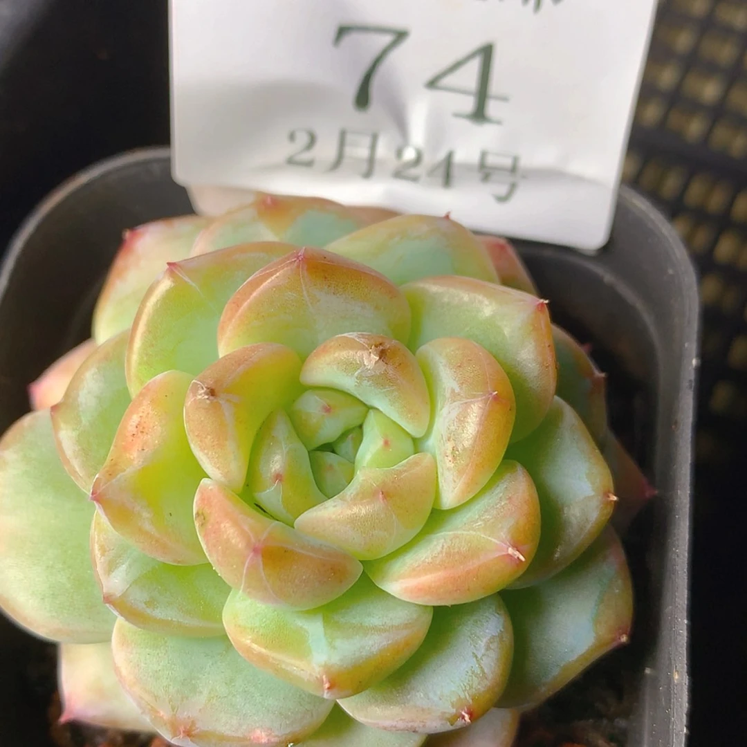 【闪购商品】云74号
