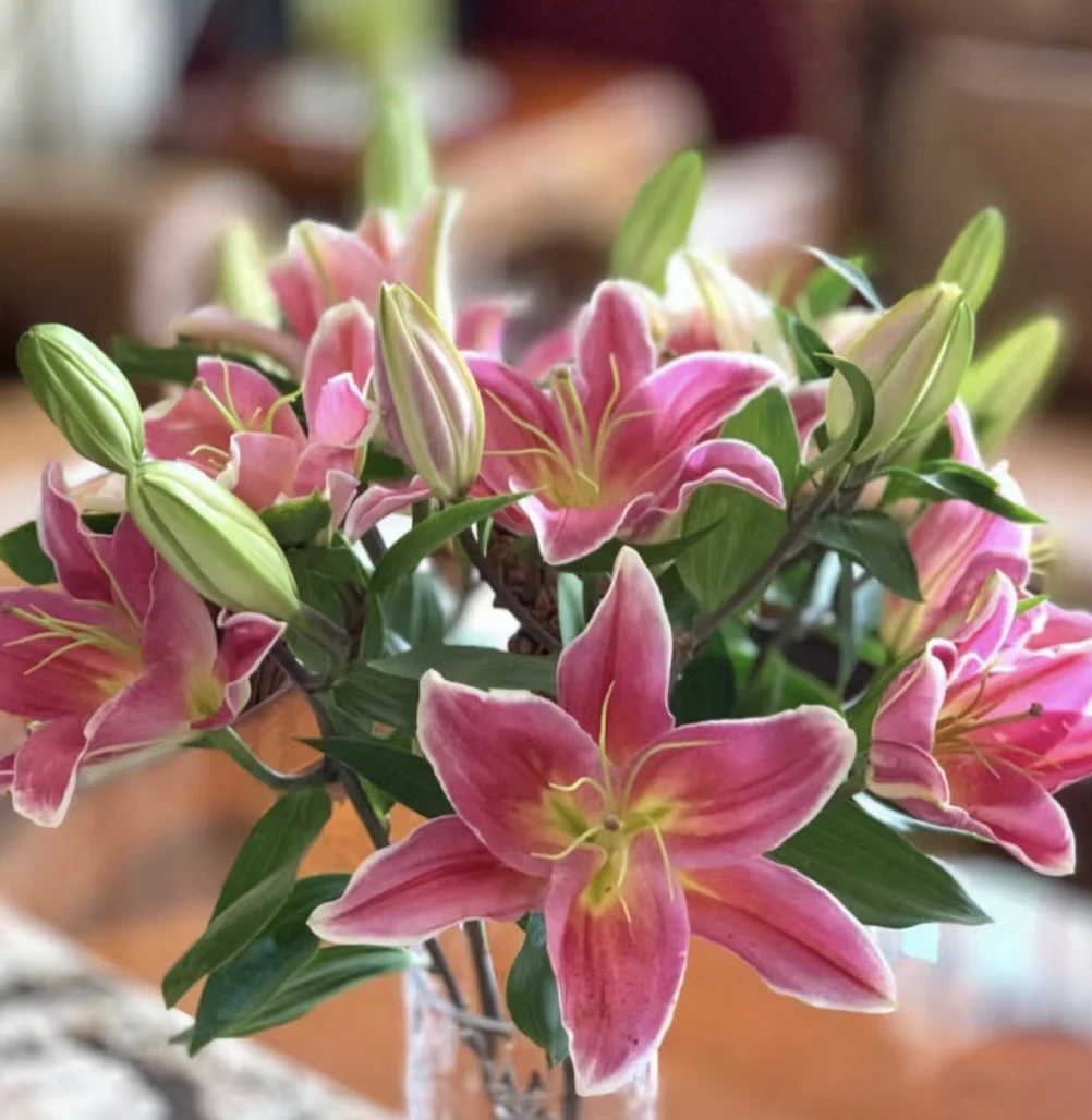 （鸿福齐天香水百合）夏天可能颜色略淡 基地直发顺丰包邮