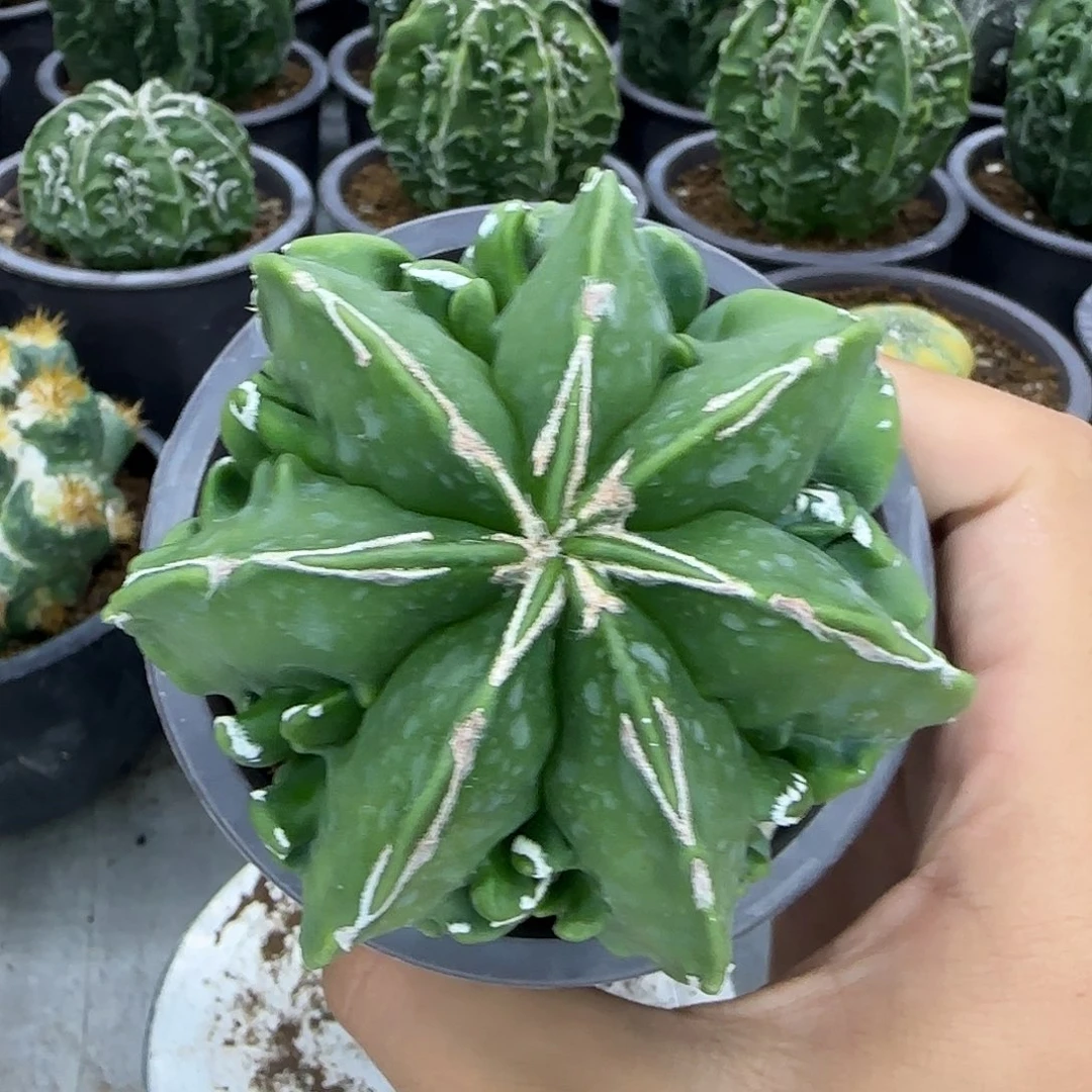 核桃鸾凤玉实生021