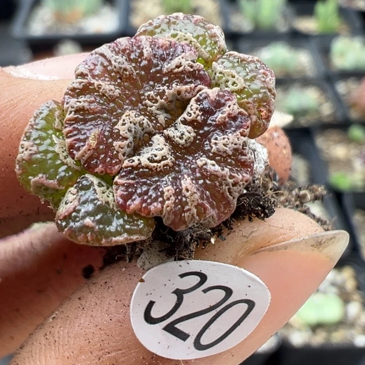 320干1的人是我吗哈哈