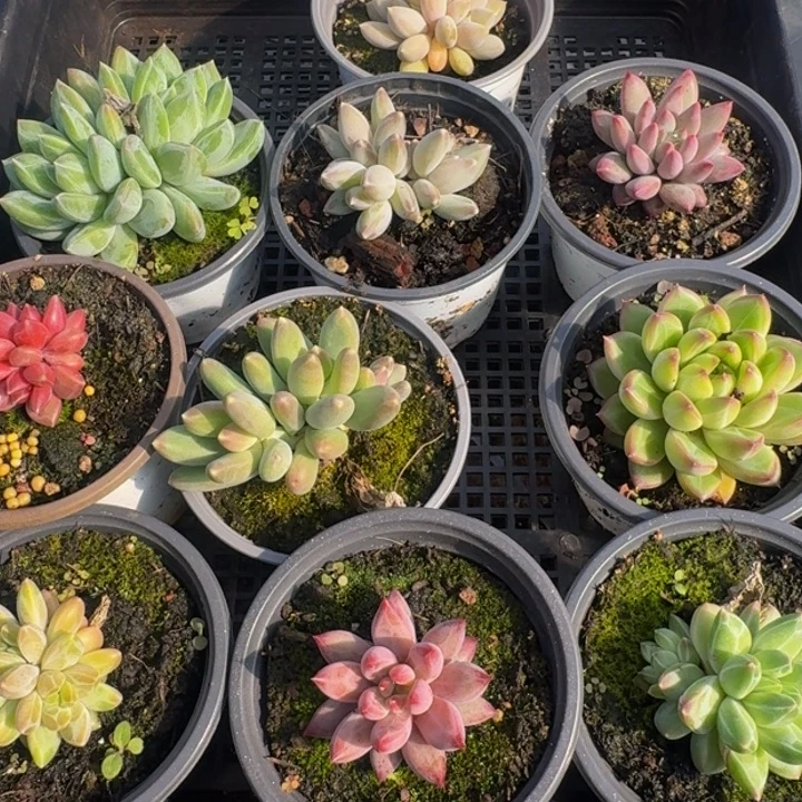 174多肉植物一物一拍