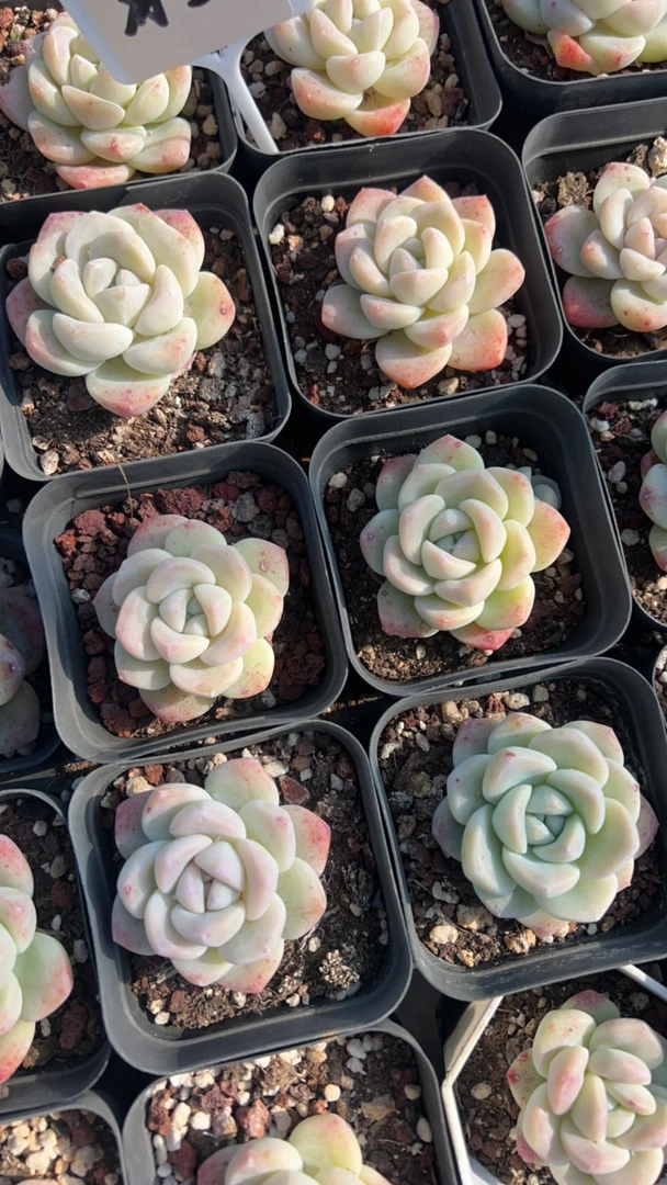 冰玉 多肉植物 拍一发三