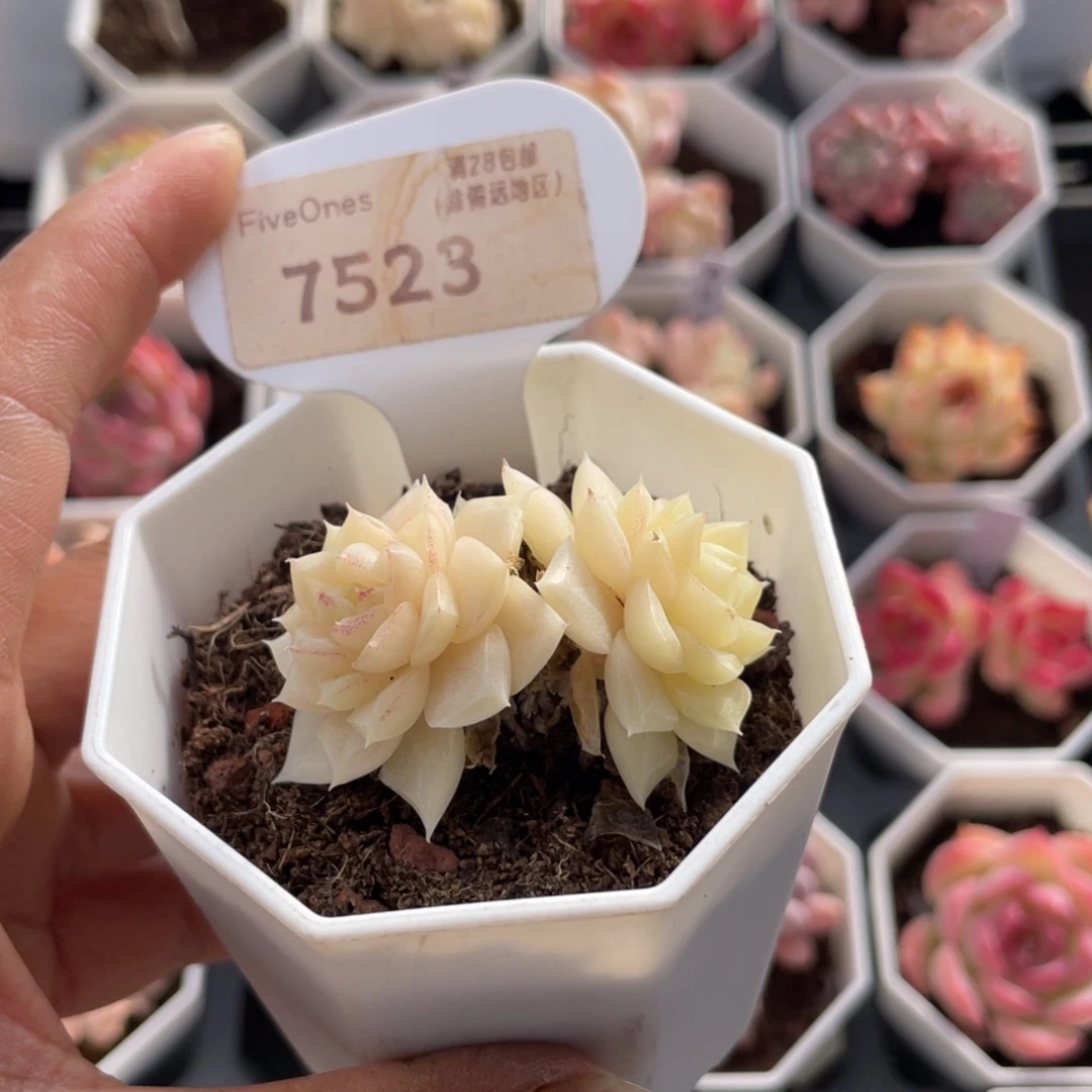 白天鹅7523-4.5厘米