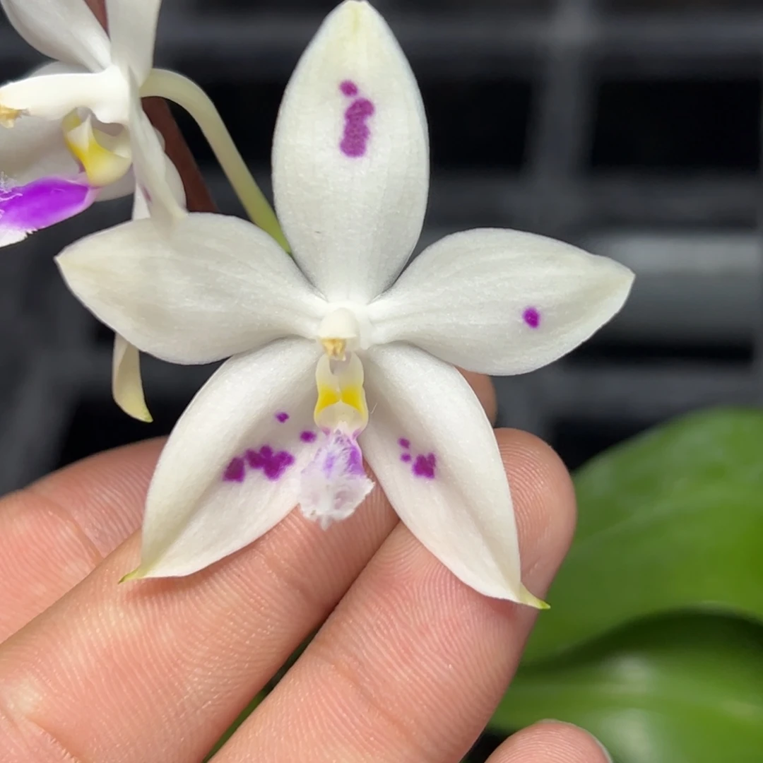 完全开放l352ys1241