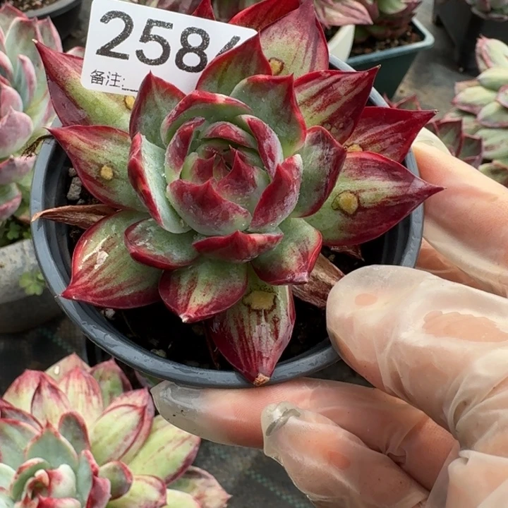 惊鸿仙子 2586..........