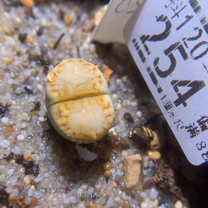 精品生石花120.254