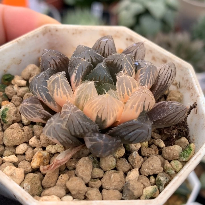 赤线玉露锦，带盆发货