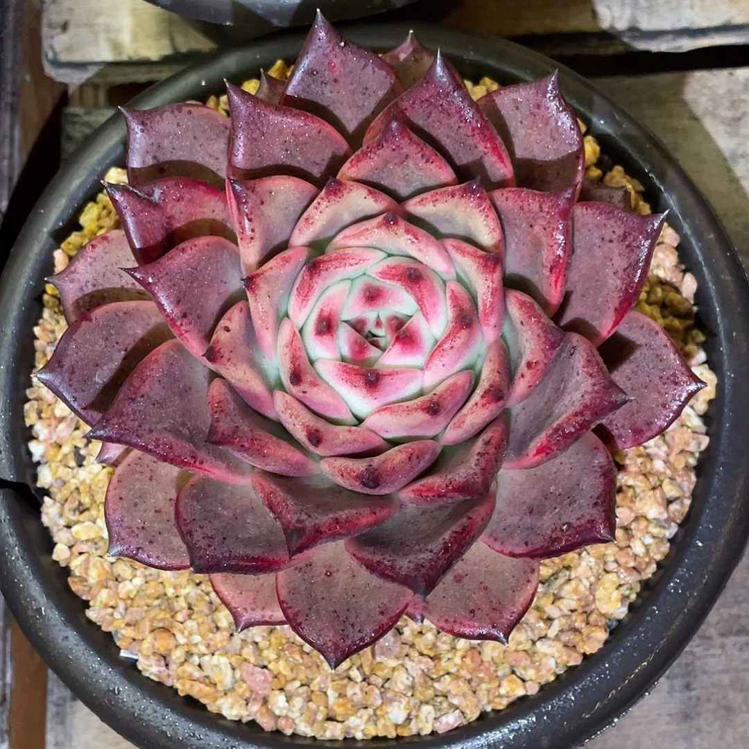 多肉植物一物一拍