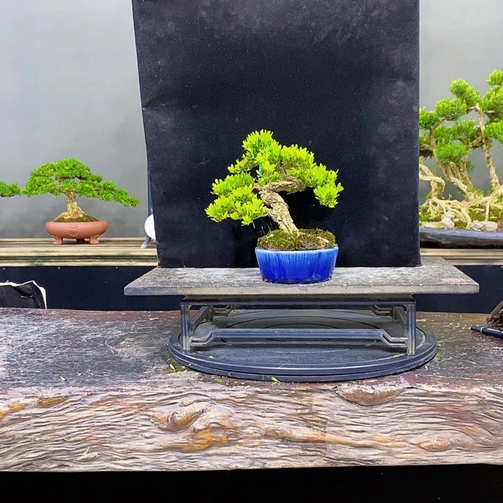 无花朵黄杨盆景四季常青不落叶