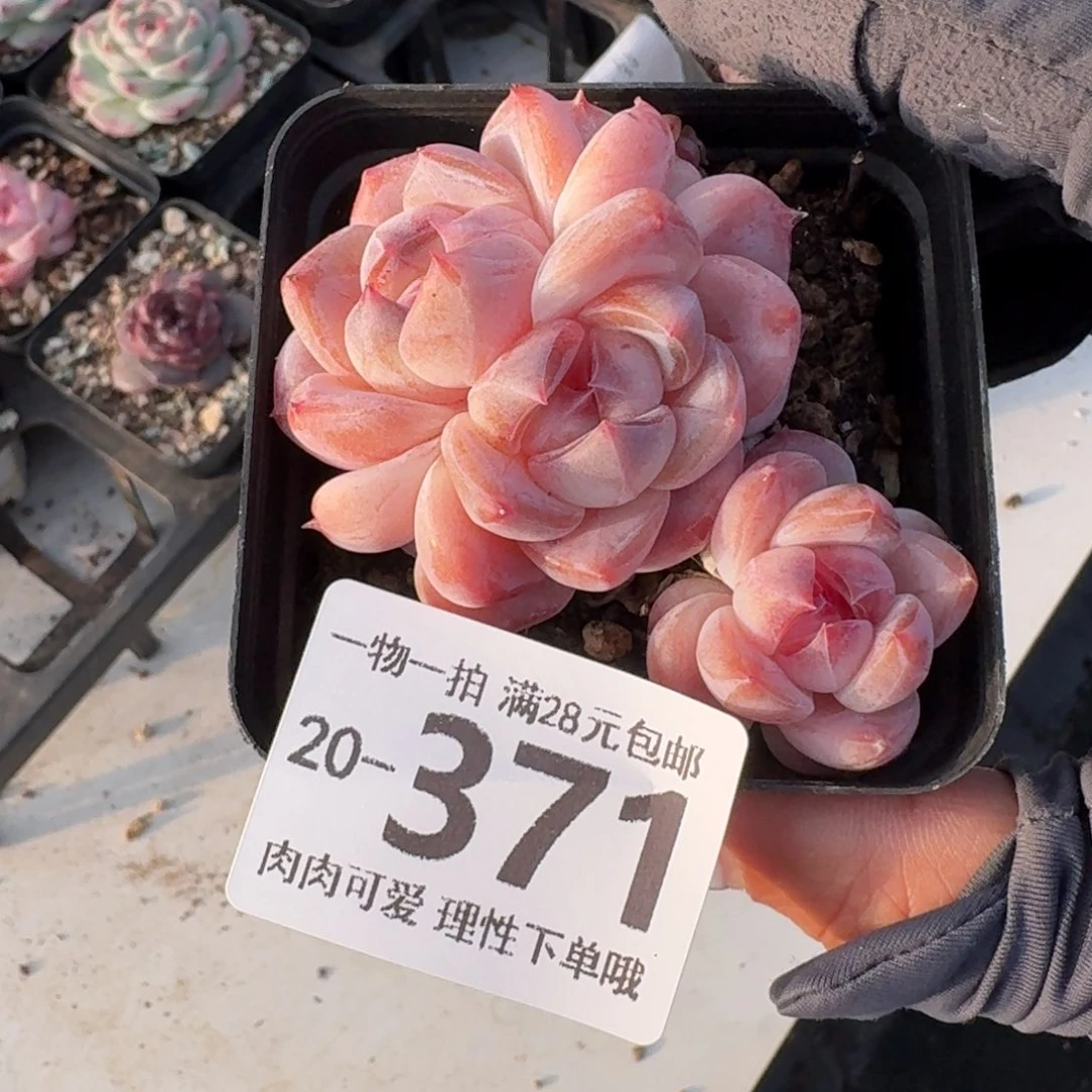 黛玉无盆土发货无