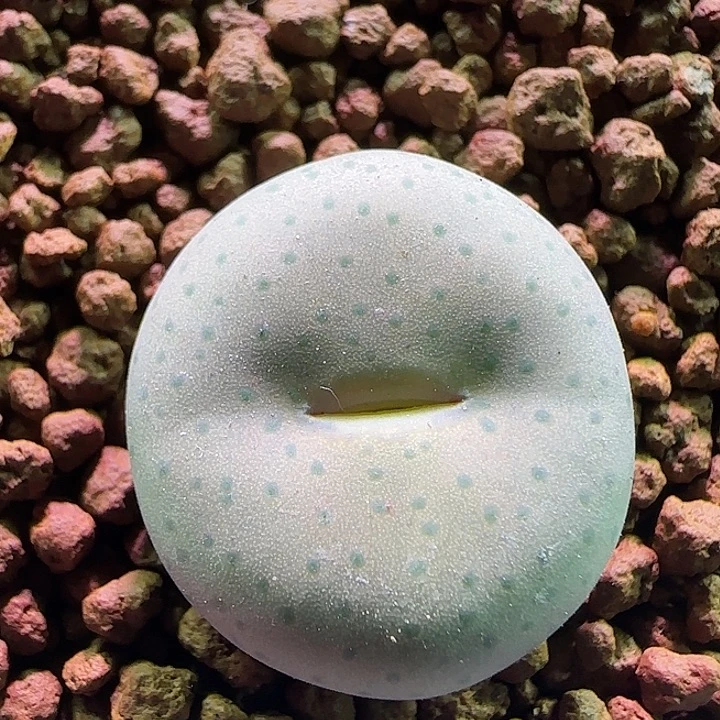 奶油嘴2.2的。      862