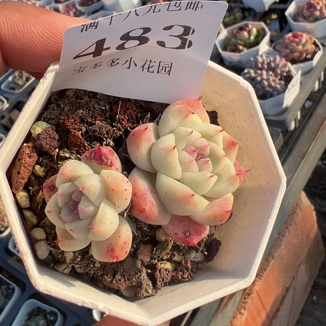 483号双头精控如梦令一物一拍满18包邮