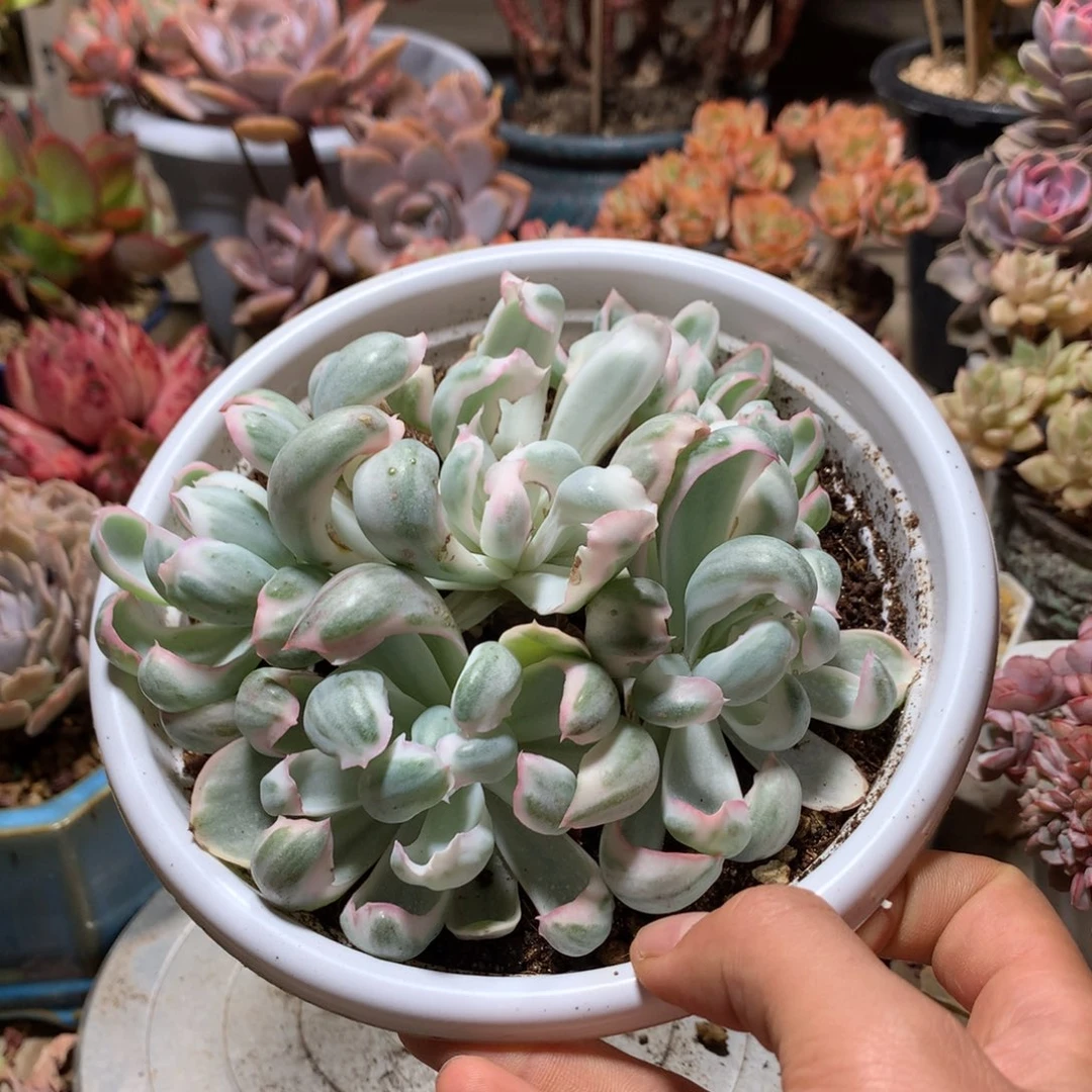伯克利锦多肉植物ruguoni