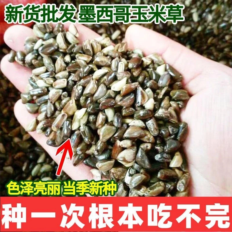 墨西哥玉米草种耐旱牧草种子优12养殖牛羊草籽多年生牧草四季常青