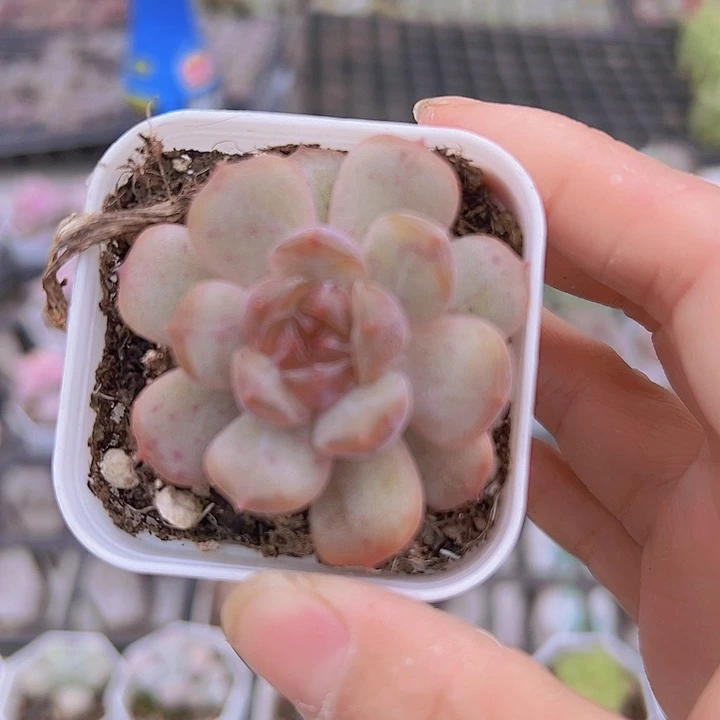 红恋5.5盆19包邮多肉
